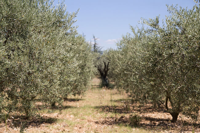 Poda del olivo